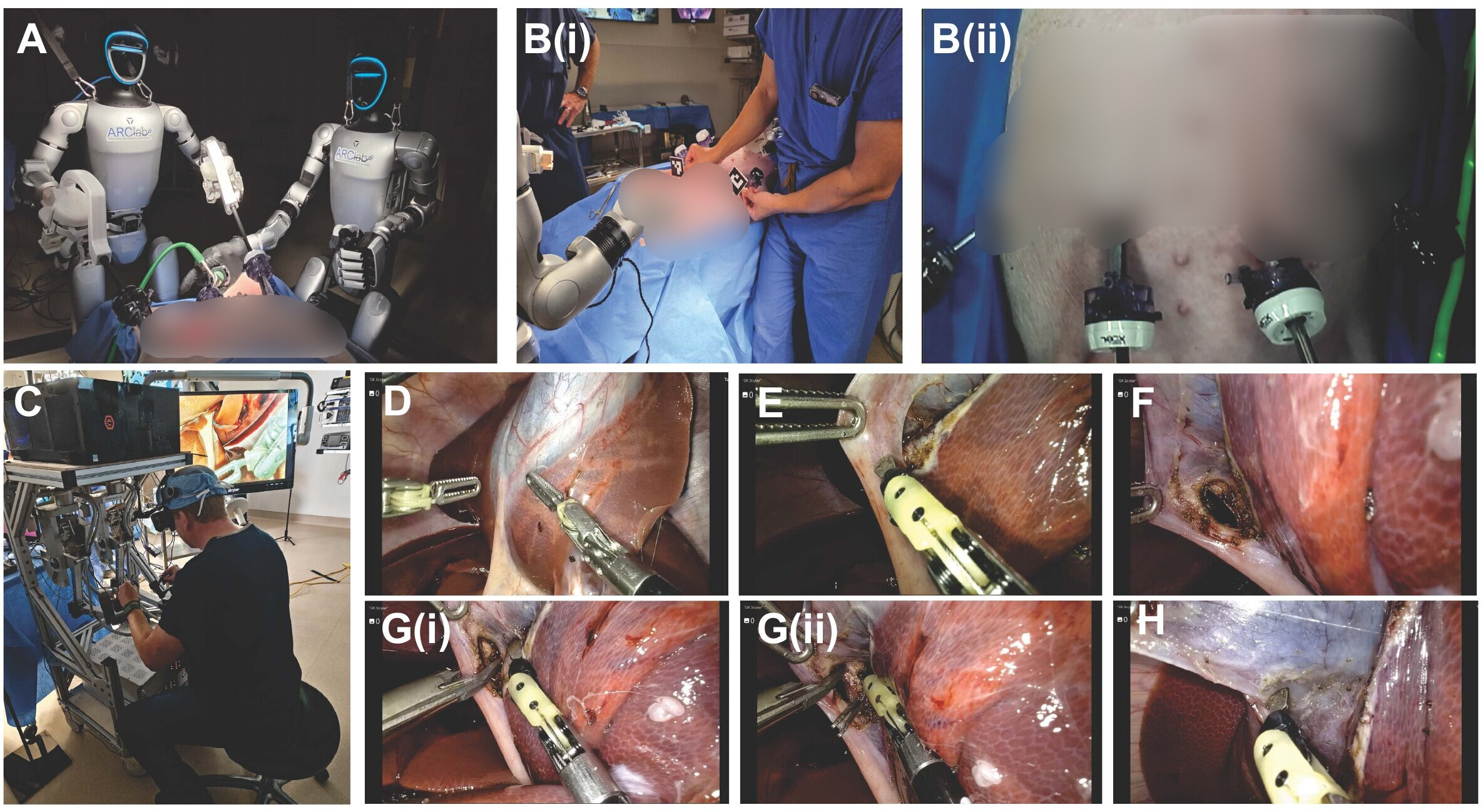 Live in vivo surgical study